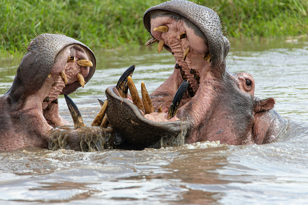 Unmasking the Dangers of Hippopotamuses