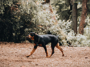Promenade de quartier ou grand air : comment choisir pour son chien ?