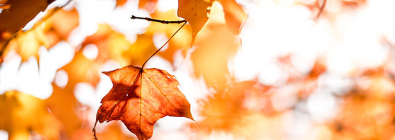 Image by Thomas Schaefer