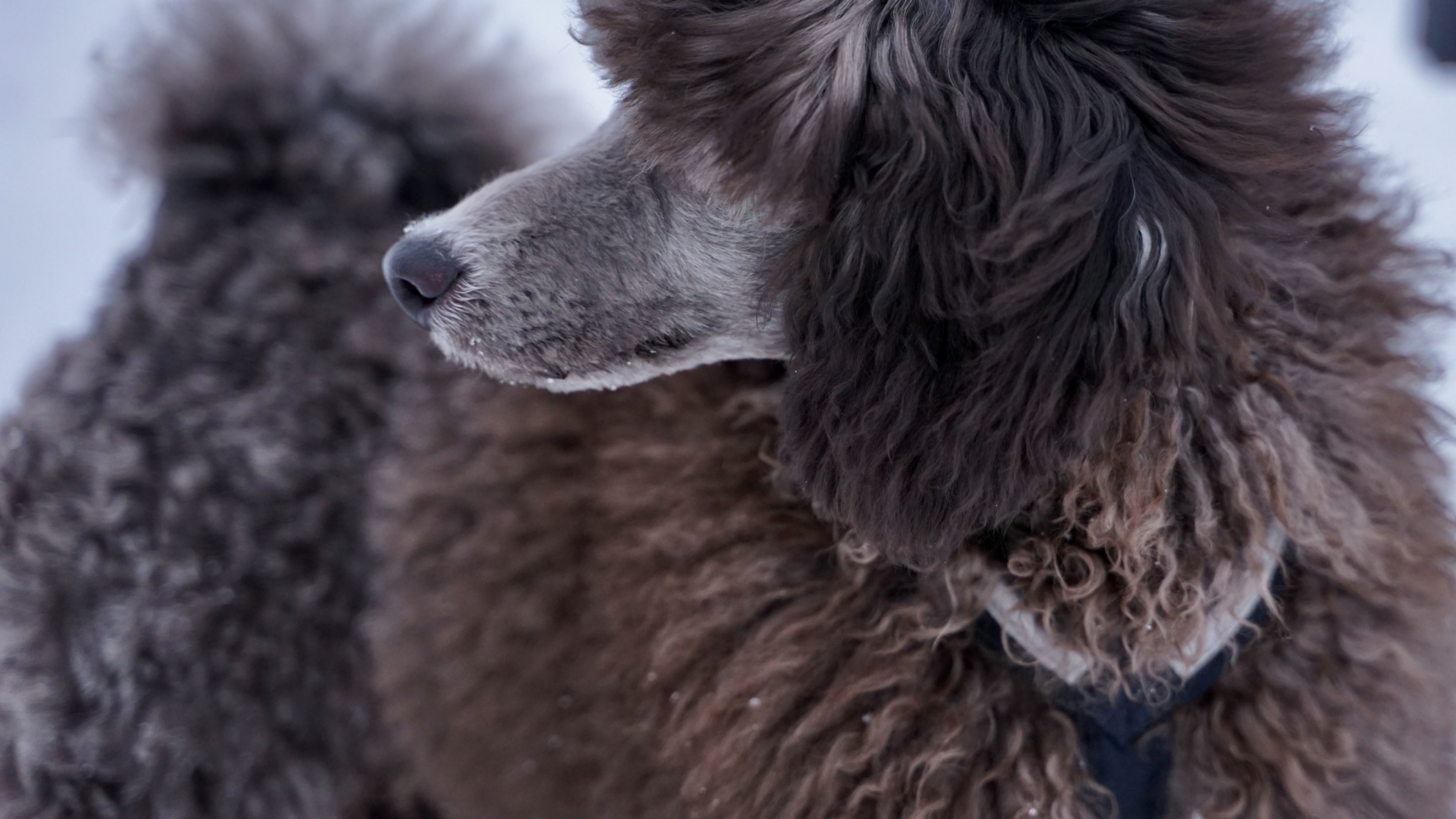 Large poodle with dark curly fur