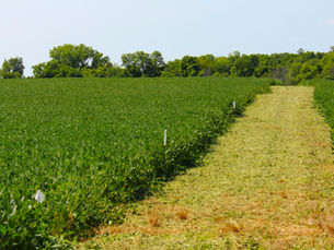 Azerbaijan land reform plans risk dispossessing smallholders, expert warns