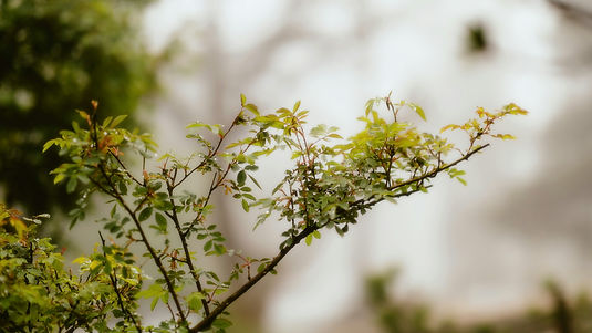 Image by Alin Gavriliuc