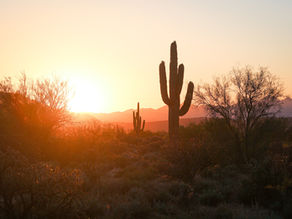 Cold Plunge, Sauna & More: How to Recover From (and Adapt to) Arizona Heat
