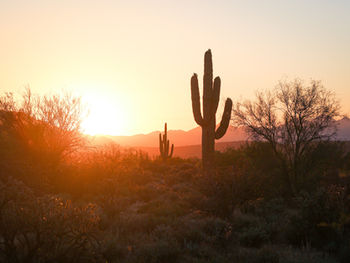 Phoenix desert sunset with a cactus
