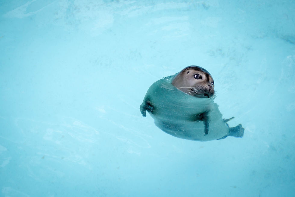 phoques à voir à l'Aquarium de Biarritz