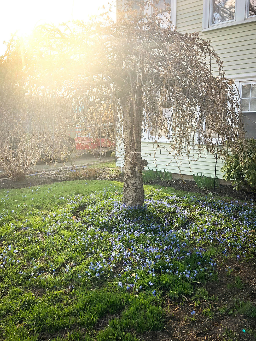 Suburban house with a large tree in front
