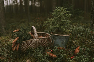 Image by Anita Austvika