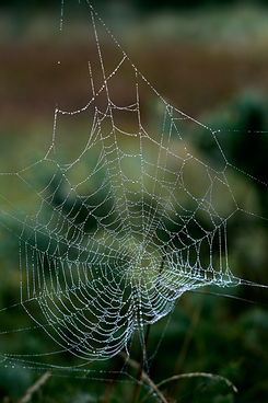 Image by Roberto Gualini