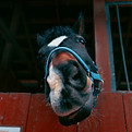 Image by Stas Muravev