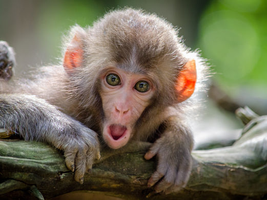The monkey who saw everything 😁🙊