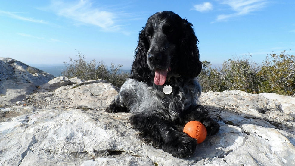 Cocker Spaniel in Hundebetreuung Hundebetreuung Männedorf 8708 Hundesitter Männedorf 8708 Hundesitter Stäfa 8712 Hundebetreuer in der Nähe Hundebetreuung in der Nähe Hundebetreuer in Männedorf 8708 Hundebetreuer in Stäfa 8712 Familiäre Hundepension Hundebetreuung mit Abholung in Stäfa und Männedorf Welpenbetreuung Oetwil am See Beste Hundepension Männedorf Beste Hundepension Stäfa Dogsitter Stäfa 8712 Dogsitter Männedorf 8708 Dogsitter Uetikon am See 8707 Hundebetreuung Hundesitter Uetikon am See 8707 Betreuung Hund Oetwil am See