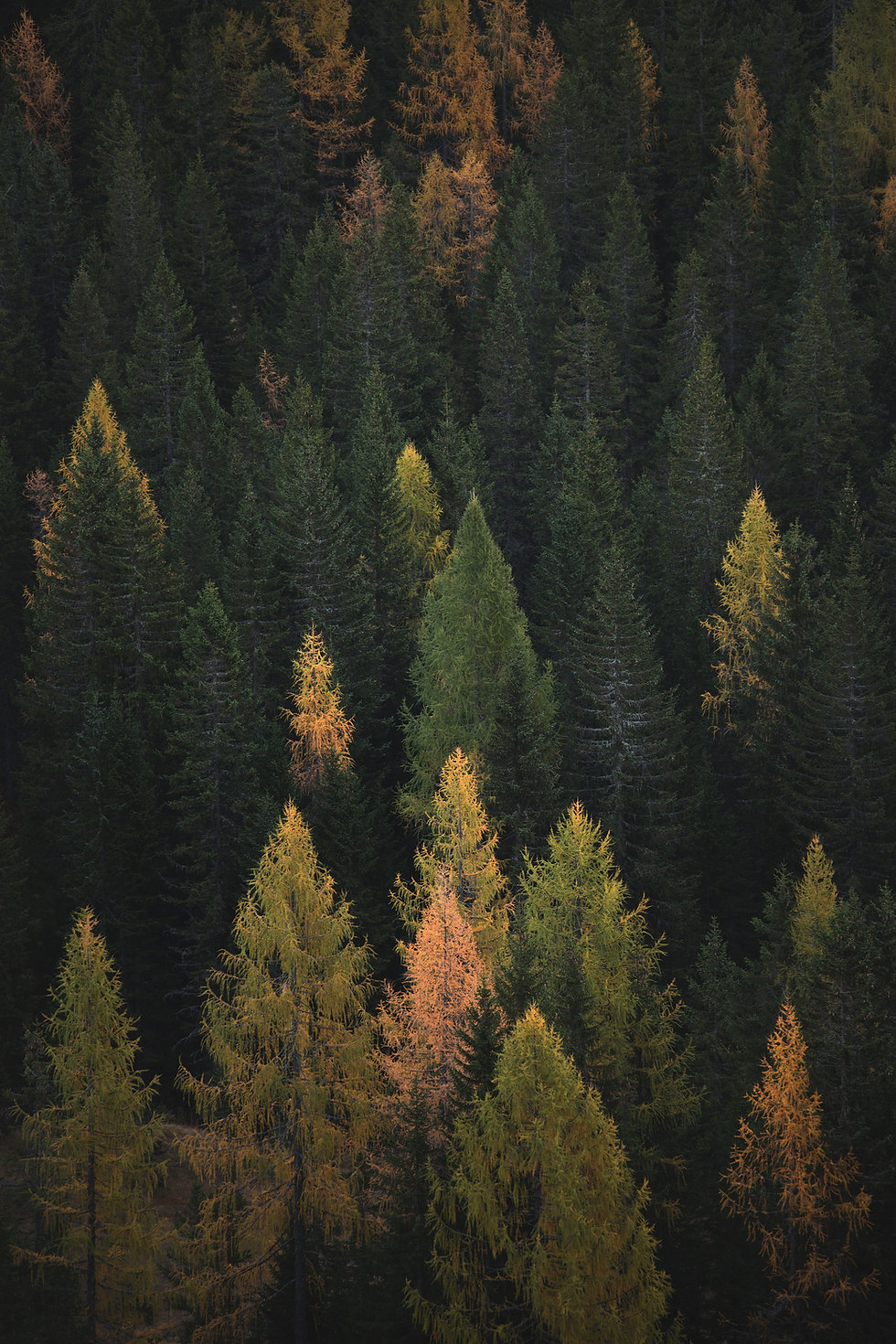 Image by Federico Bottos
