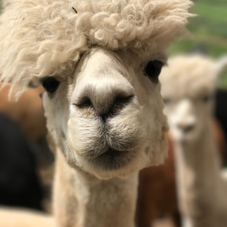 Close-up portrait of a fluffy white alpaca at the Mitzpe Ramon Alpaca Farm.