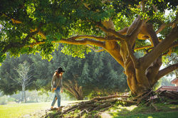 Der Baum