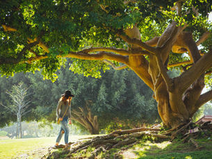 A woman walking under a large oak tree by herself.