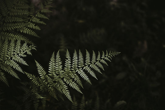 Image by Annie Spratt