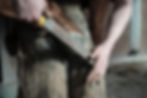 horse hooves with problems like thrush, founder, bruises, white line and more can cause lameness