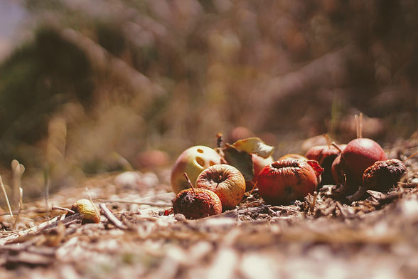 Our mission is to convert waste to biofuels