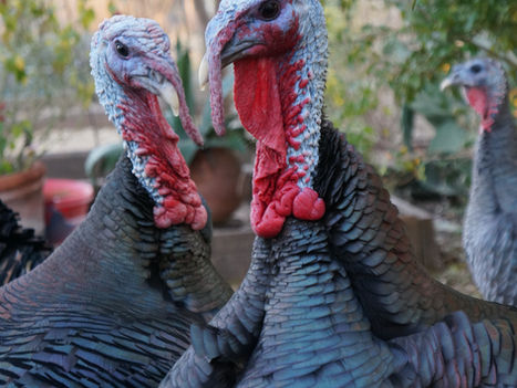Turkeys - Meat Birds