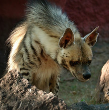 Image by chandra sekhar