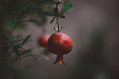Image by Feliphe Schiarolli