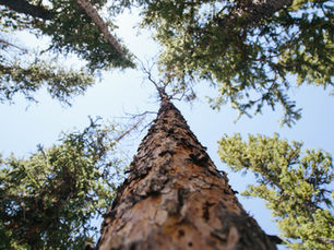 Sustainable Practices & Their Impact On Family Businesses
