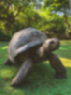 Explore the joys and challenges of keeping large lizards and tortoises at home. Learn about reptile transport, tortoise relocation, and international pet travel regulations.