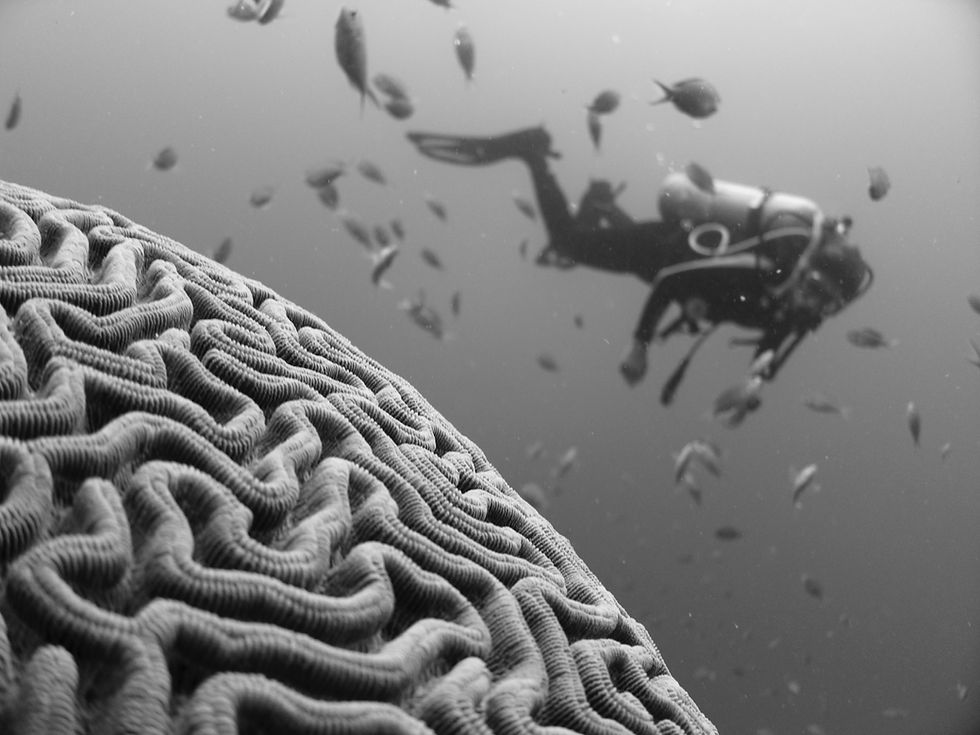 brainspotting - diver diving in coral that looks like a brain