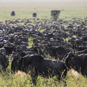 Serengeti migration game drive on a 2 day fly-in safari from Zanzibar