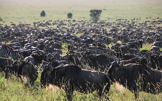 9 Days – Serengeti Wildebeest Migration Safari & Ngorongoro