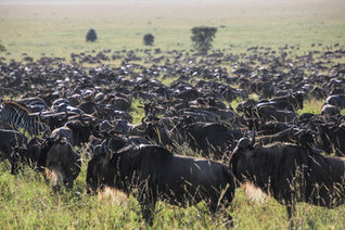 Best Time for Serengeti Wildebeest Migration Safari