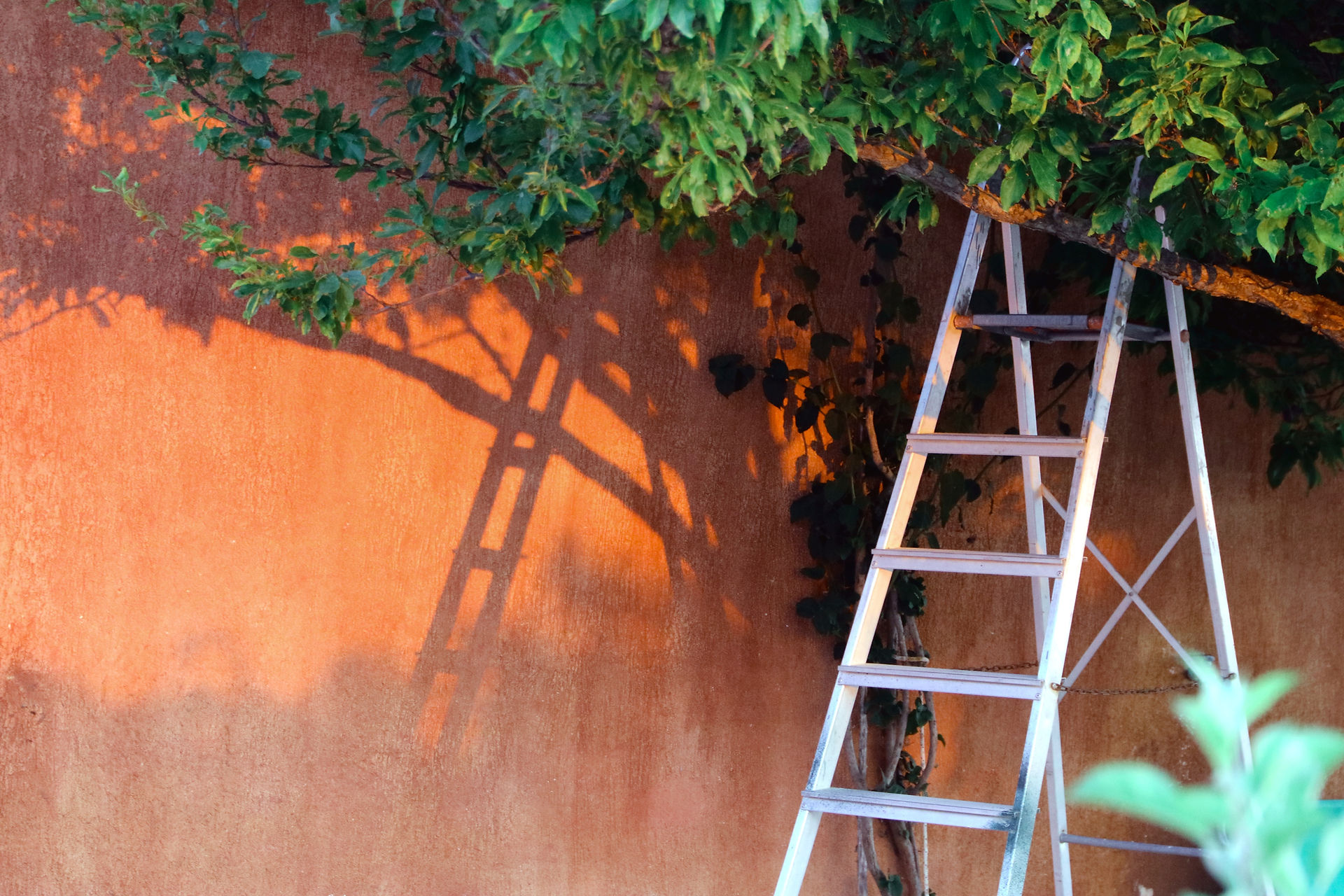 Properly maintained ladder that is used to trim trees
