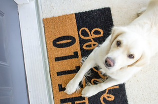 Animalis concept - Éducateur canin - accueil d'un nouveau chien à la maison