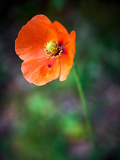 Image by Juan Gomez