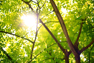 Trees and sun