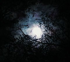dark trees crowing around a circle of sky