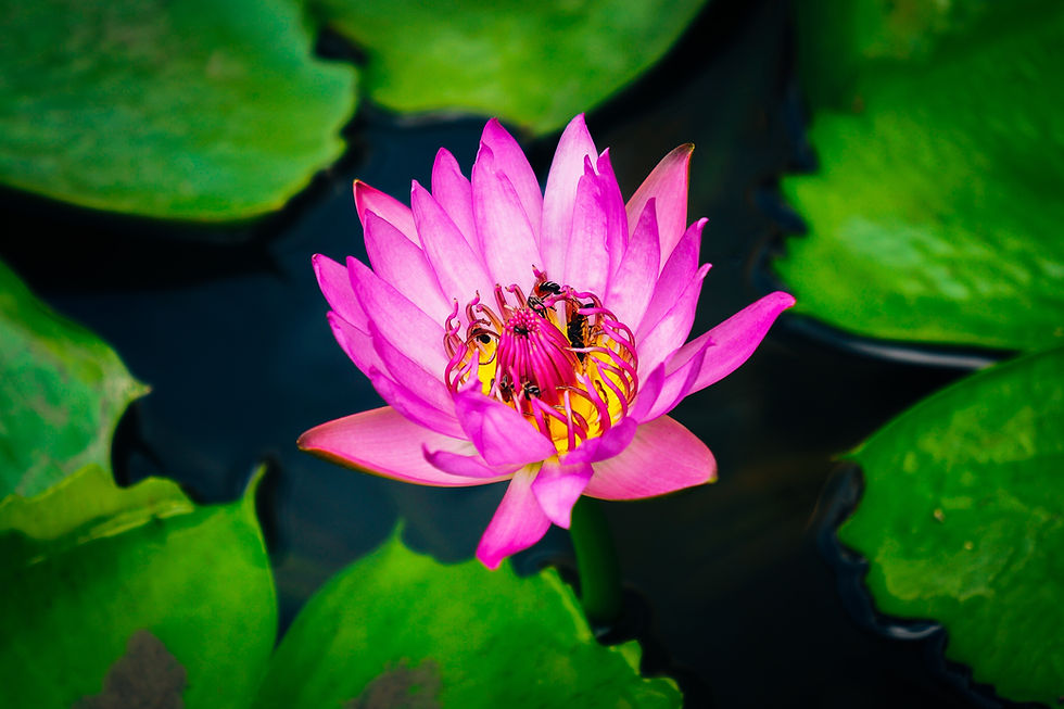 Image by Lisheng Chang