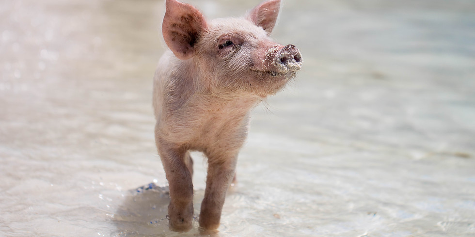 Three Little Pigs Story and Craft
