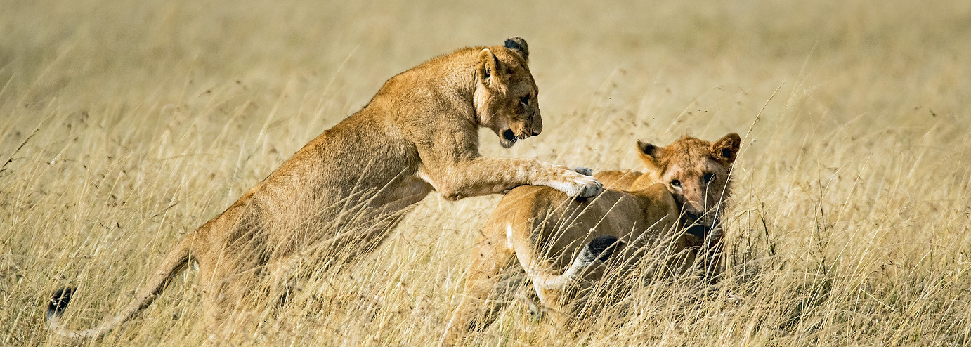 Image by David Clode