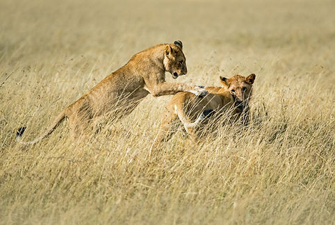 Tanzania safari destinations
