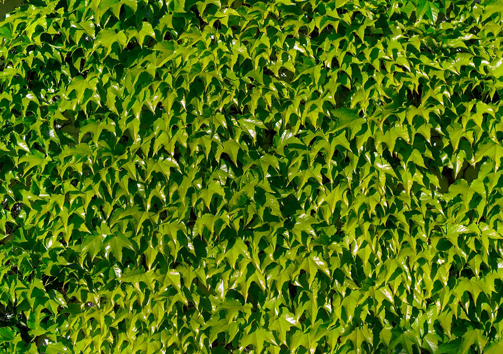 indoor ivy plant types