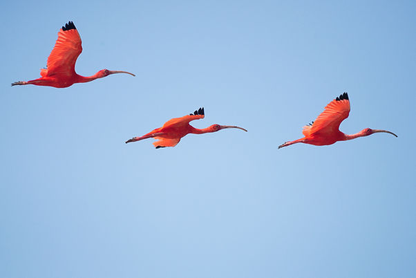 Image by Vincent van Zalinge