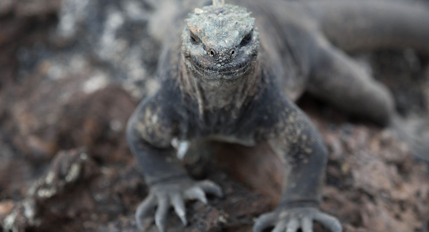 Vulcani e Galapagos