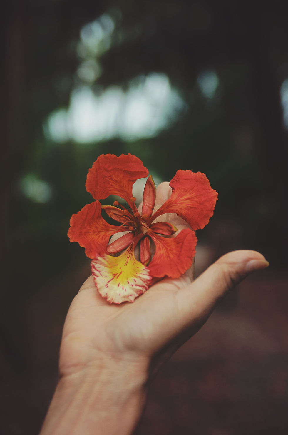 Gulmohar