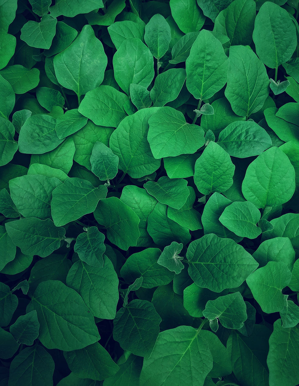 Image by Lawrence Kayku