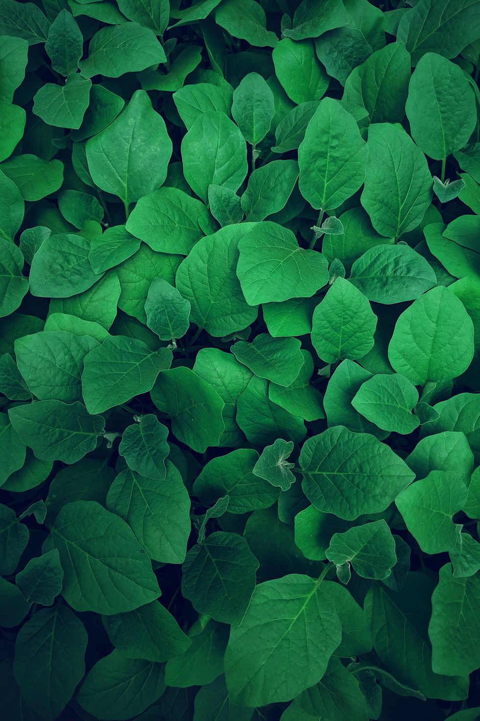 Image by Lawrence Kayku