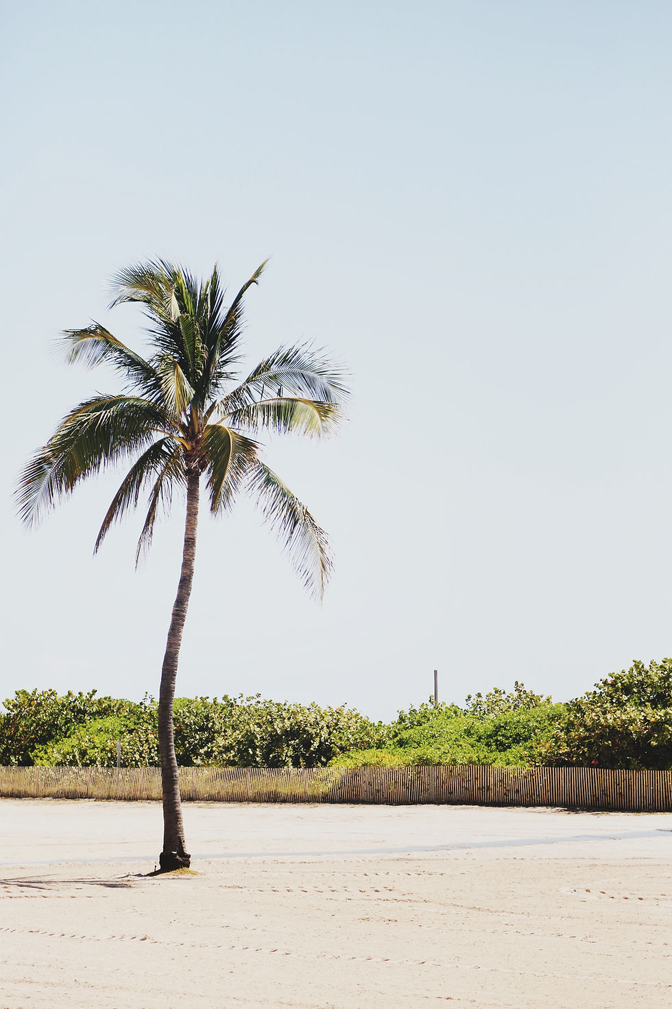 A lone palm in sandy ground