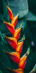 Trésors Botaniques du Jura : Admirez la diversité botanique dans ce jardin jurassien exotique, où des espèces du monde entier cohabitent harmonieusement pour créer un spectacle visuel unique.