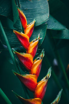 Image by Marc Babin