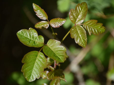 "Fun" Facts about Poison Oak, Ivy, and Sumac